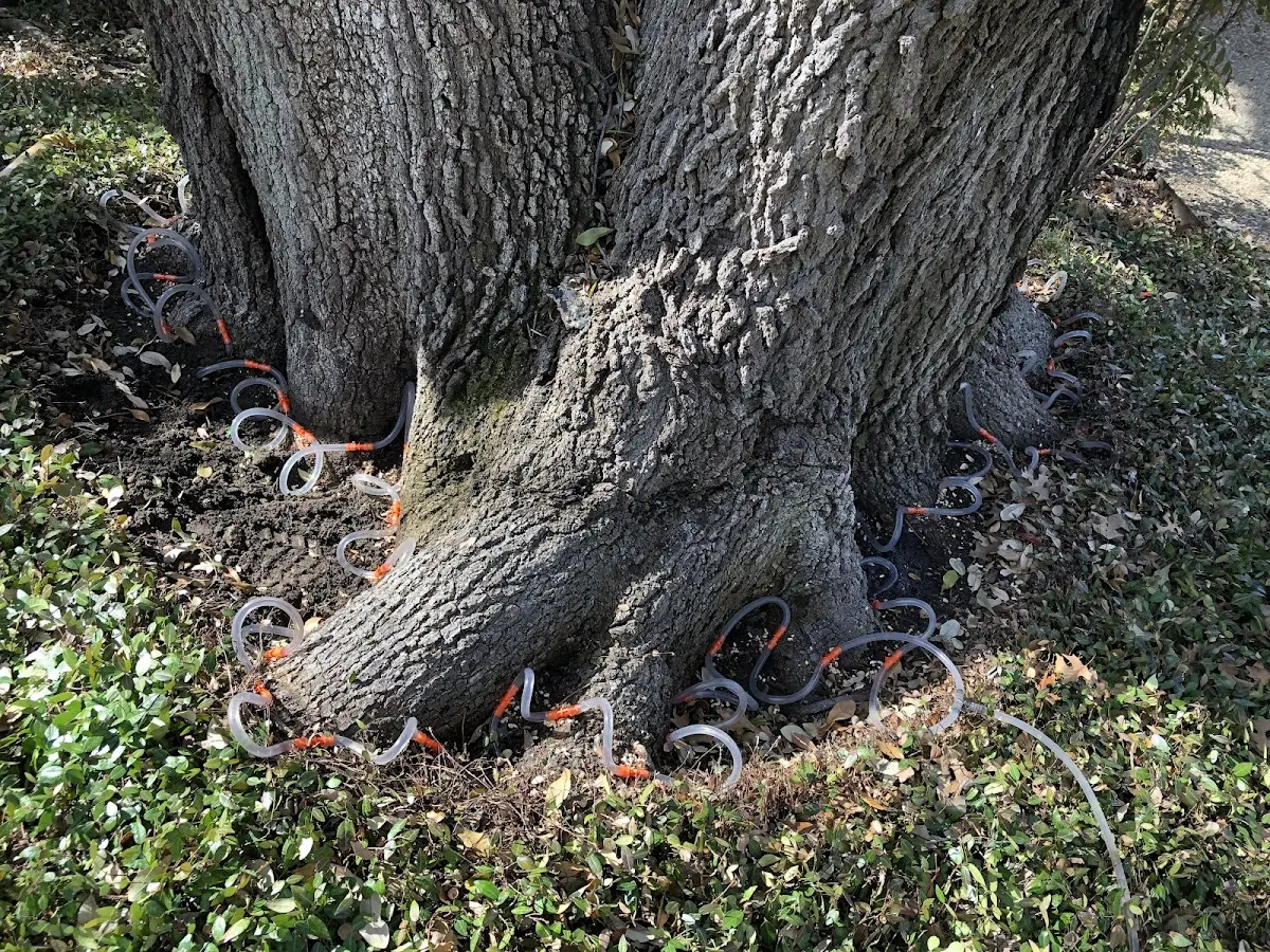 Detailed Tree Cabling and Bracing job site in Rose Hill