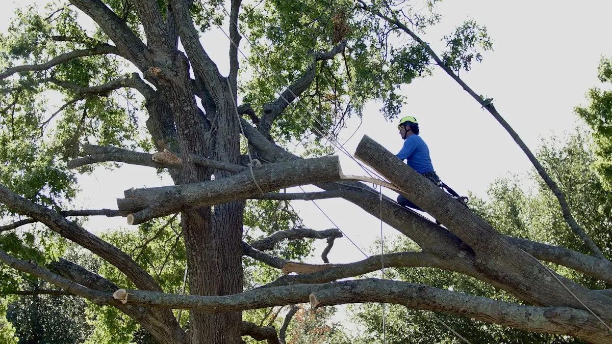 Professional Crown Thinning performed by certified arborists in Rose Hill