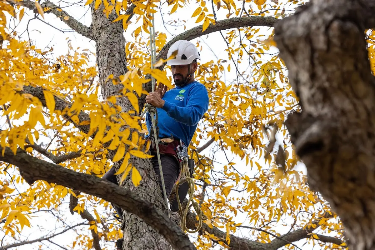 Skilled Tree Pruning crew working in Rose Hill